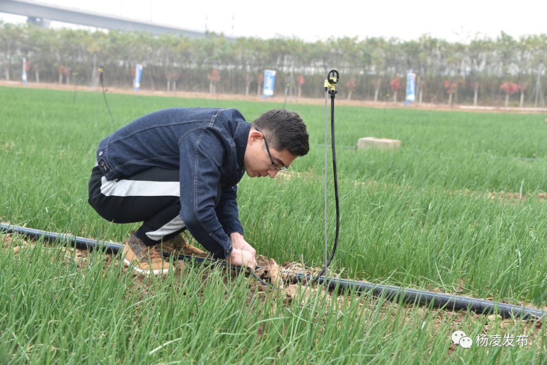 一部手機調控300畝園子水肥！中以合作做到農業智慧化 科技 第17張