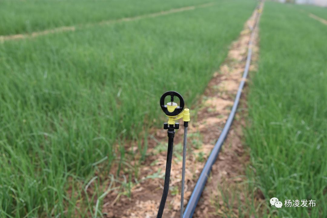 一部手機調控300畝園子水肥！中以合作做到農業智慧化 科技 第15張