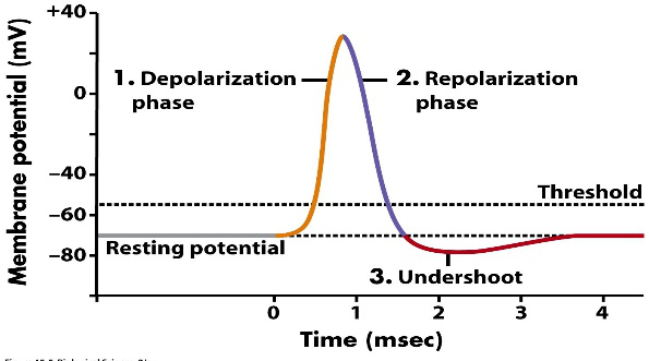 低频电刺激是什么科普｜低频之神经肌肉电刺激_https://www.jmylbn.com_新闻资讯_第2张