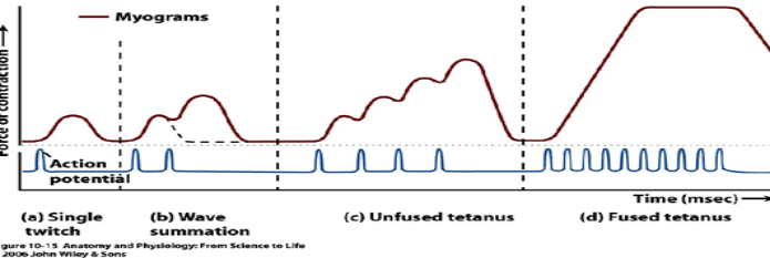 低频电刺激是什么科普｜低频之神经肌肉电刺激_https://www.jmylbn.com_新闻资讯_第4张