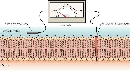 低频电刺激是什么科普｜低频之神经肌肉电刺激_https://www.jmylbn.com_新闻资讯_第1张