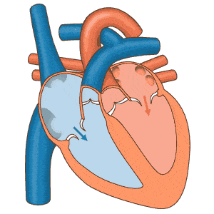 心脏表面的冠状动脉负责给心脏供血,为心脏的心肌细胞提供氧气和养料