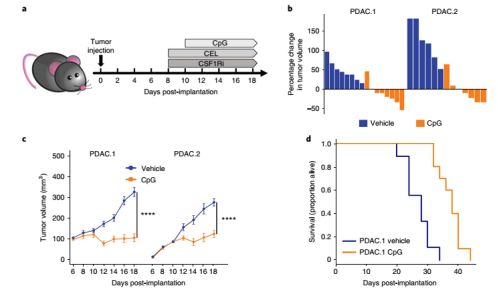 下圣旨、吃皇糧，“招安”巨噬細胞，反殺腫瘤！