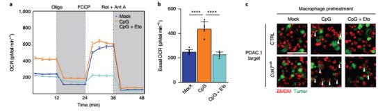 下圣旨、吃皇糧，“招安”巨噬細胞，反殺腫瘤！