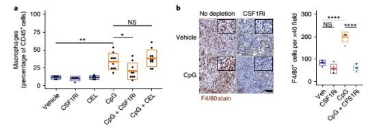 下圣旨、吃皇糧，“招安”巨噬細胞，反殺腫瘤！