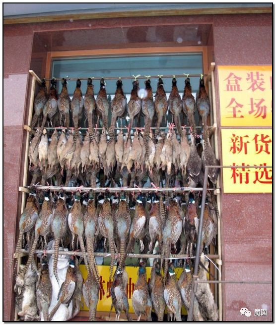 央视再次发出最强音！比贩毒更赚钱，中国某些人豁命追捧的恐怖野味市场彻底凉了！（组图） - 68