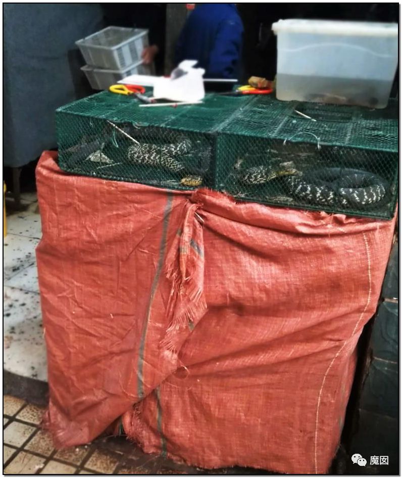 央视再次发出最强音！比贩毒更赚钱，中国某些人豁命追捧的恐怖野味市场彻底凉了！（组图） - 41