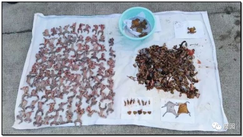 央视再次发出最强音！比贩毒更赚钱，中国某些人豁命追捧的恐怖野味市场彻底凉了！（组图） - 78