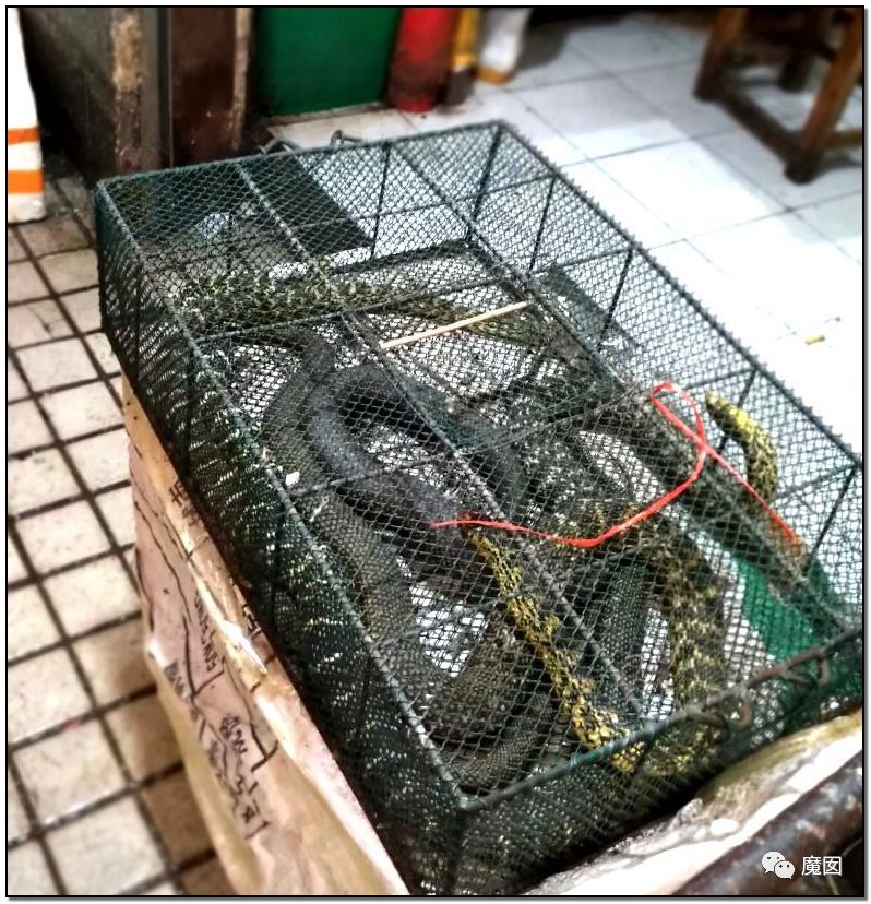 央视再次发出最强音！比贩毒更赚钱，中国某些人豁命追捧的恐怖野味市场彻底凉了！（组图） - 42