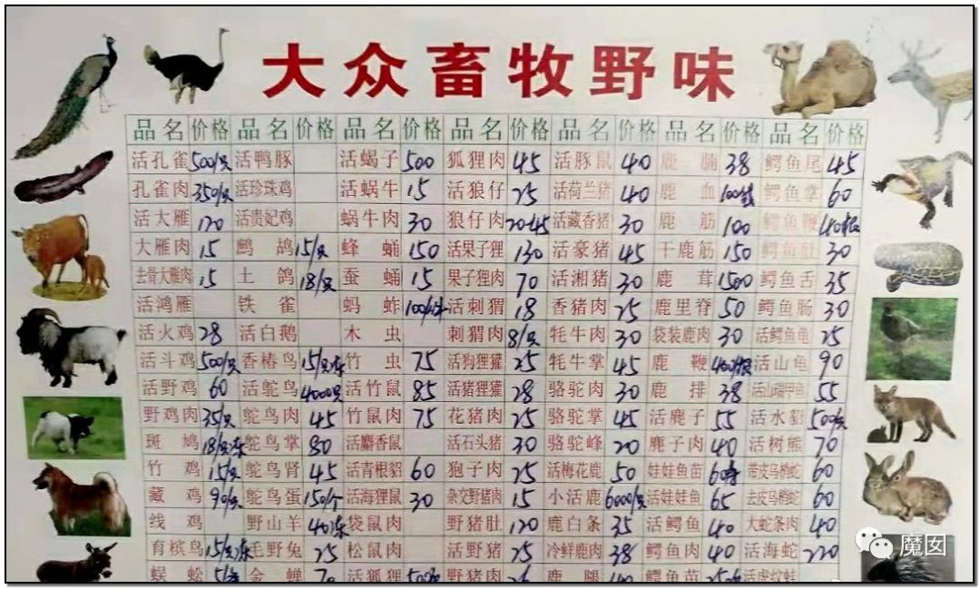 央视再次发出最强音！比贩毒更赚钱，中国某些人豁命追捧的恐怖野味市场彻底凉了！（组图） - 4