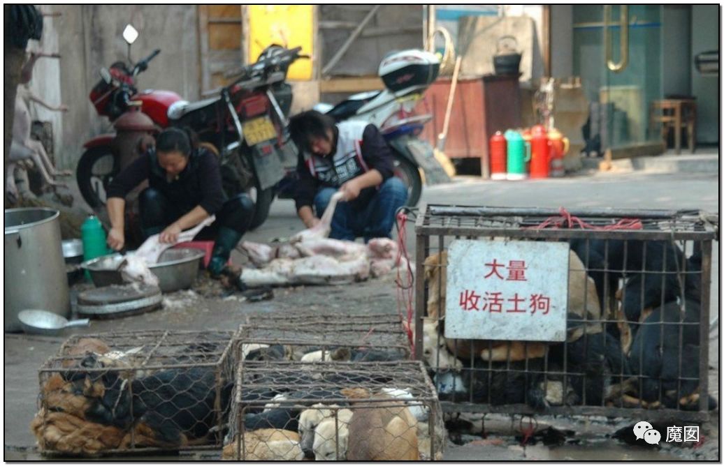 央视再次发出最强音！比贩毒更赚钱，中国某些人豁命追捧的恐怖野味市场彻底凉了！（组图） - 76