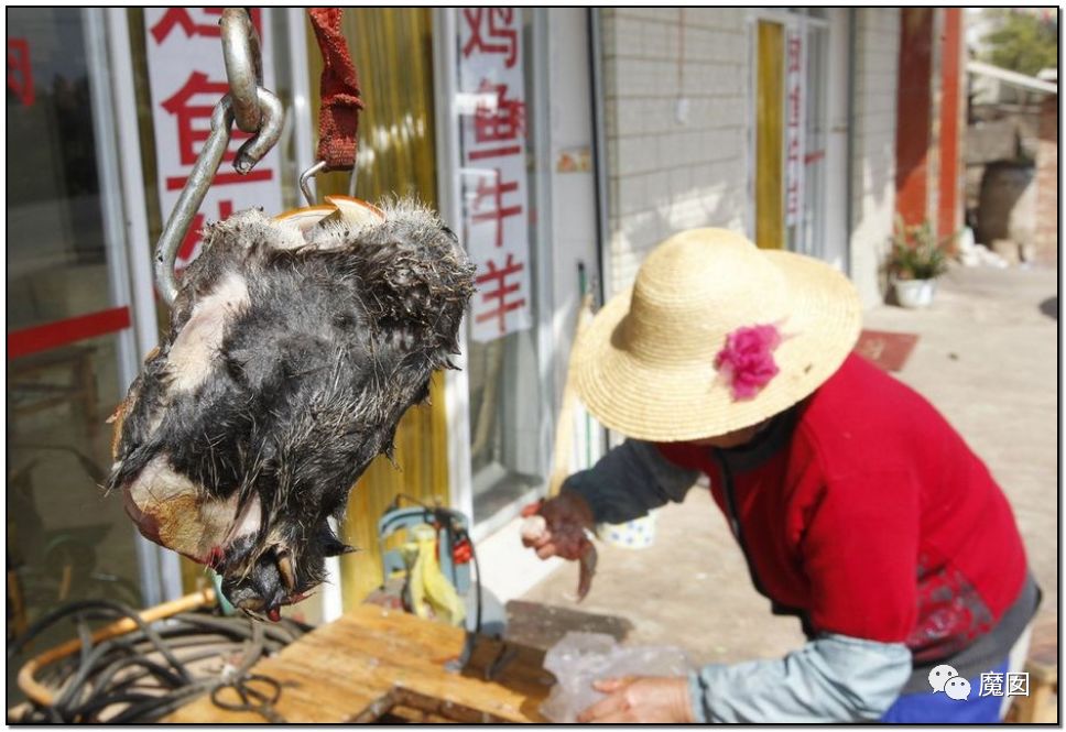 央视再次发出最强音！比贩毒更赚钱，中国某些人豁命追捧的恐怖野味市场彻底凉了！（组图） - 81