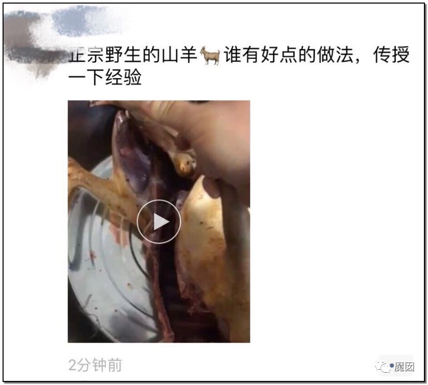 央视再次发出最强音！比贩毒更赚钱，中国某些人豁命追捧的恐怖野味市场彻底凉了！（组图） - 29