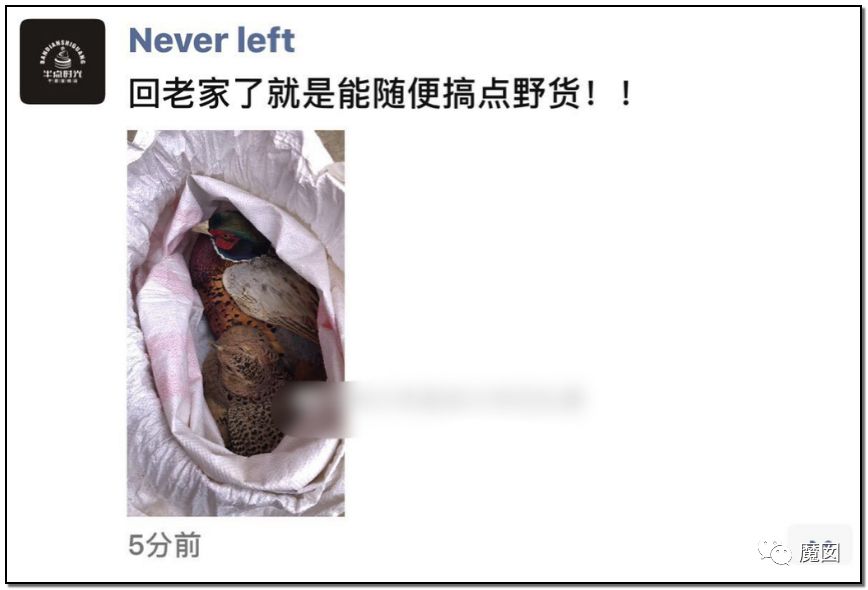 央视再次发出最强音！比贩毒更赚钱，中国某些人豁命追捧的恐怖野味市场彻底凉了！（组图） - 30
