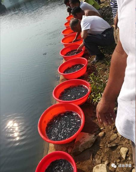 新建九景衢铁路江西段生态修复行动在浮梁县勒功乡放生百万尾鱼苗