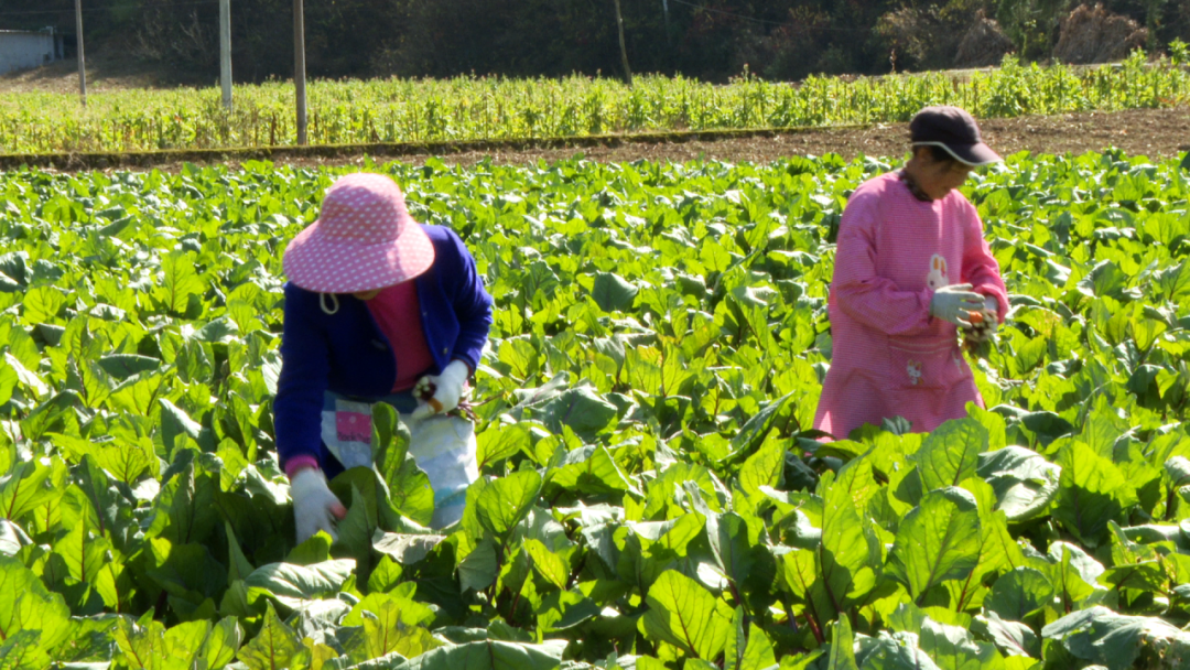 种菜一亩田每年可以赚多少钱(种菜一亩田每年可以赚多少钱呢)