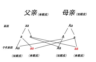 漲姿勢|父母都是雙眼皮，孩子卻是單眼皮，一定有問題？！太冤枉了…… 親子 第5張