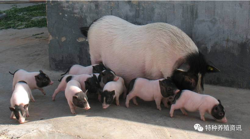 瑞安果园养野香猪 每头可赚1800元