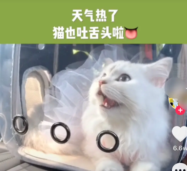 网红猫包 毁猫不倦 当时我就震惊了 微信公众号文章阅读 Wemp