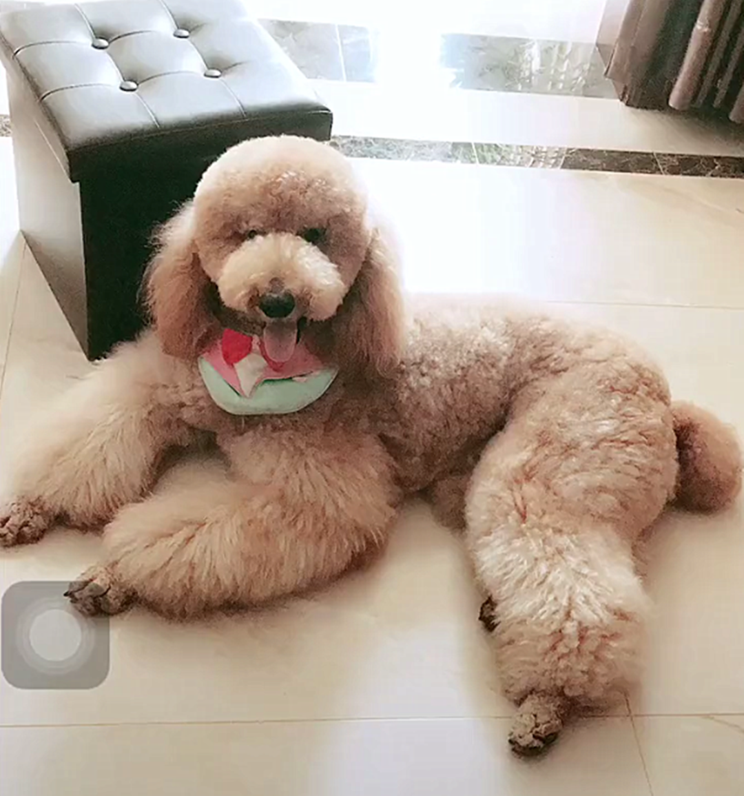 巨型贵宾犬市场价格多少？一只巨贵犬的购买费用详解与行情分析