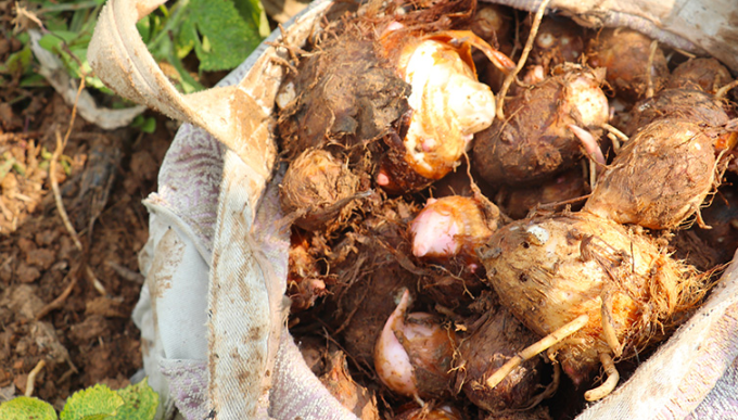 9种滋补素食，吃出好气色