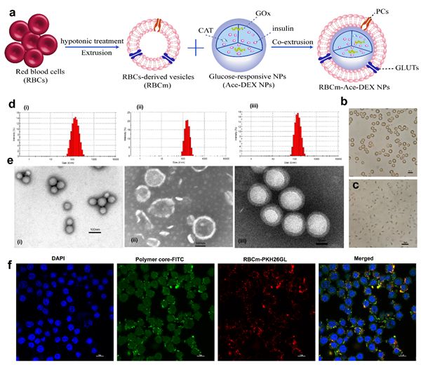 四川大学在胰岛素长效智能释药系统研究方面取得重要进展