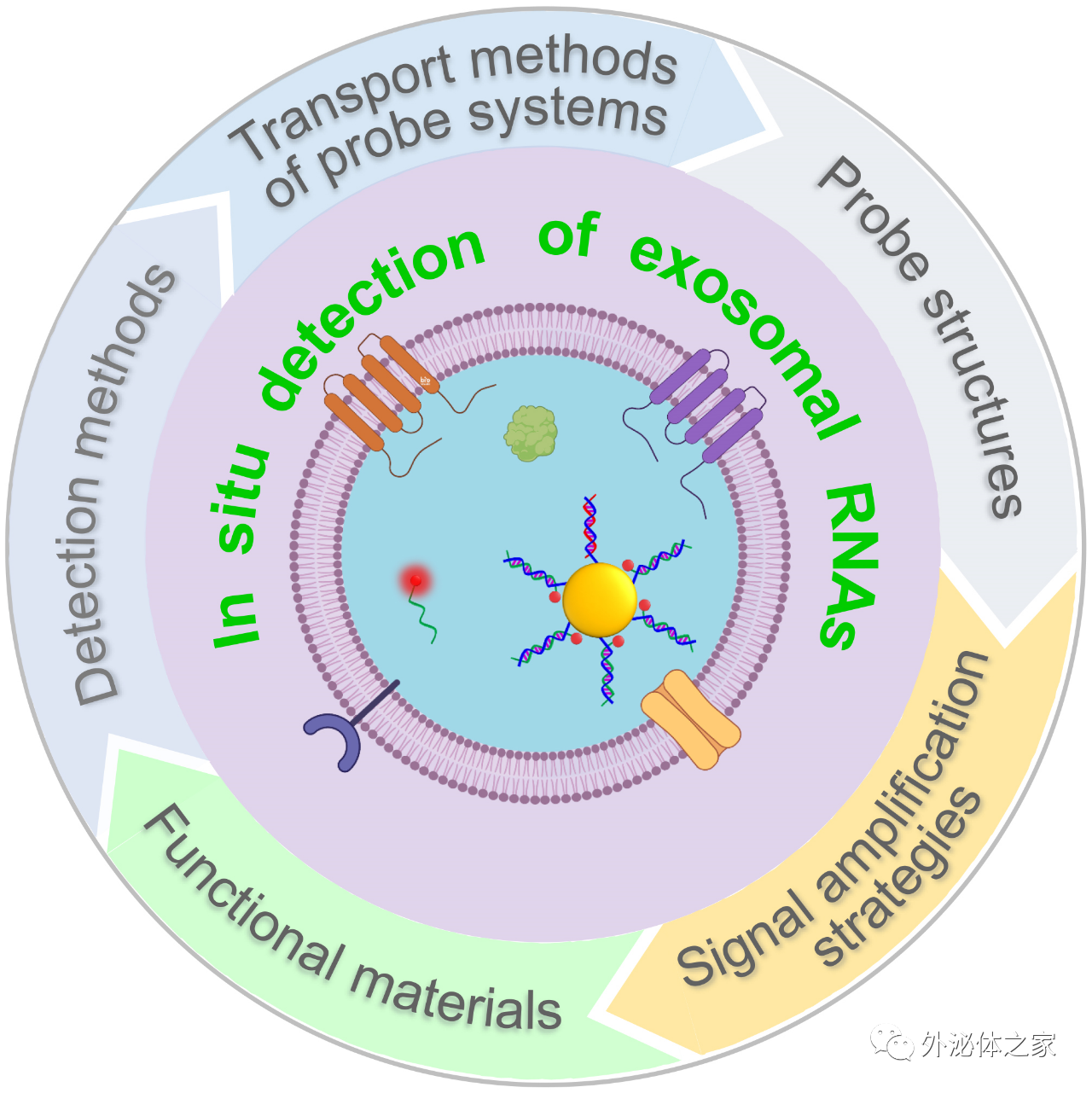 Acta Biomater | 山东大学材料学院蒋妍彦/齐鲁医院董伦/第二医院杜鲁涛团队：原位检测外泌体RNAs用于癌症诊断