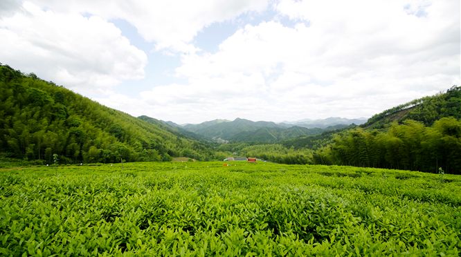 喜报 !! | 农业部+发改委 | 联合授予安化黑茶中国特色