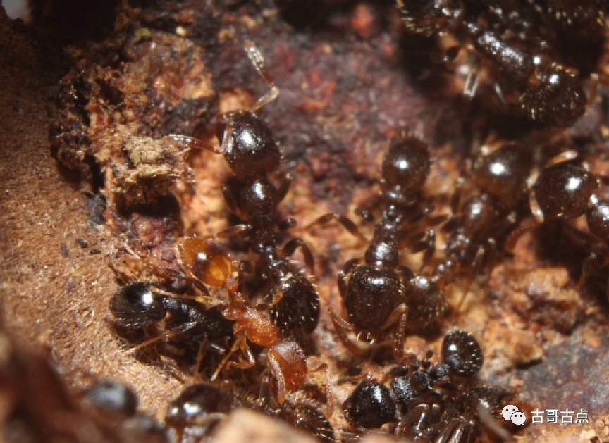 工蚁都死了蚁后会死吗_杀死工蚁蚁后会产卵吗_蚁后为什么会被工蚁杀死