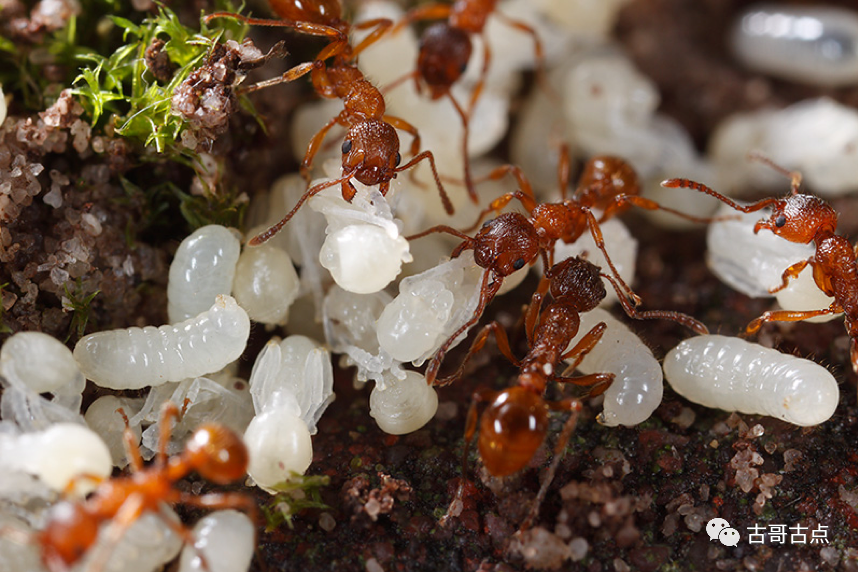 杀死工蚁蚁后会产卵吗_蚁后为什么会被工蚁杀死_工蚁都死了蚁后会死吗