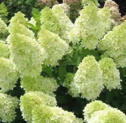 这花特耐寒 30 冻不死 开花3个色 有院子的都爱养 全网搜