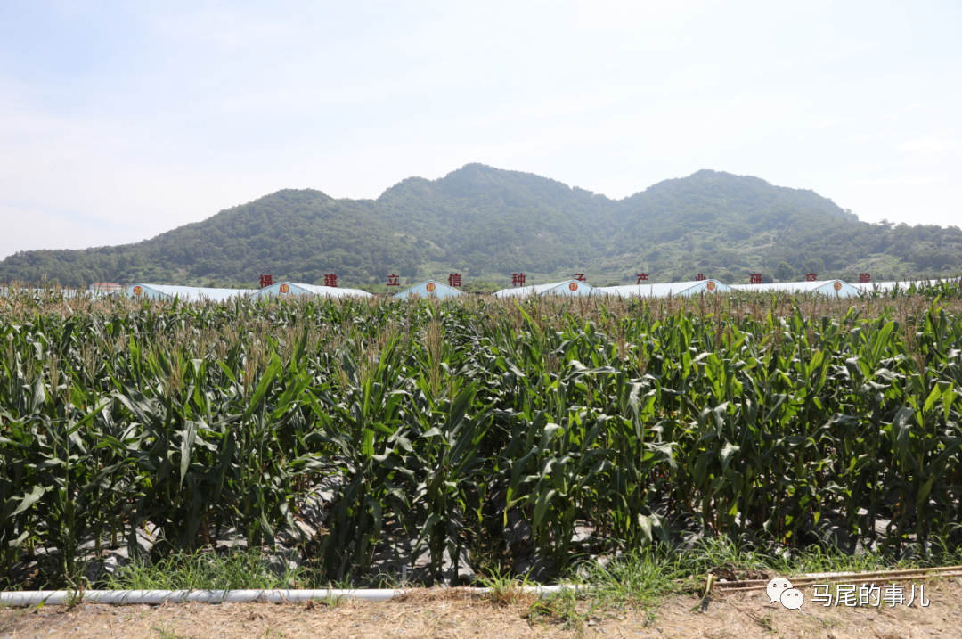 63个鲜食玉米品种在琅岐大比拼
