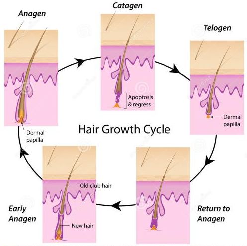 毛发变粗的过程