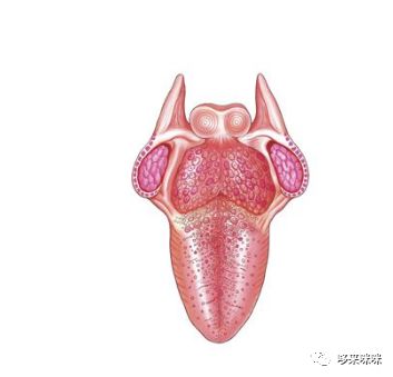 哪些人易受舌癌 青睐 关于舌癌的早期症状都有哪些 哆来咪咪 微信公众号文章阅读 Wemp