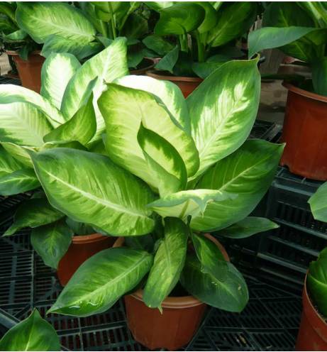 夏季50种植物养护秘诀 以后养花不用怕了 Cchp Com