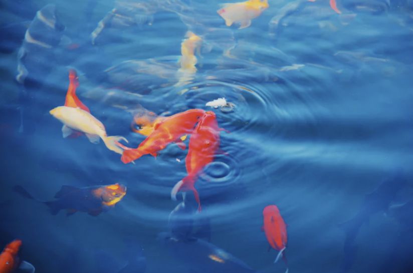 【赛事战报】 热烈祝贺浙江川商篮球俱乐部小组赛第二场取得胜利！