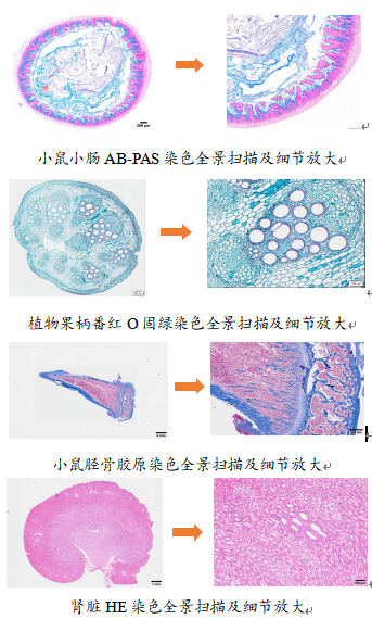 动物生化分析仪查什么能力介绍：实验动物中心表型分析模块_https://www.jmylbn.com_新闻资讯_第5张
