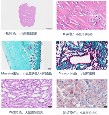 动物生化分析仪查什么能力介绍：实验动物中心表型分析模块_https://www.jmylbn.com_新闻资讯_第3张