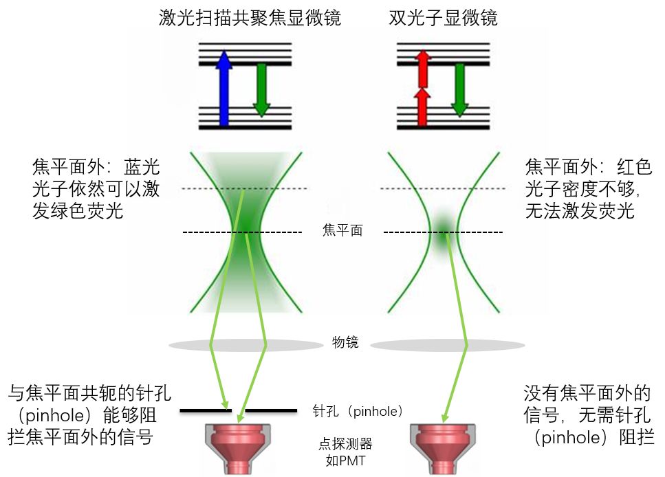 激光扫描共聚焦和双光子显微镜的探测器该怎么选用