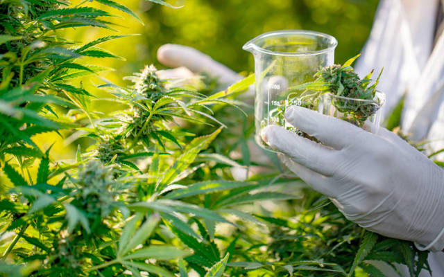 公司新闻及异动股追踪|医用大麻Althea Group获在线销售许可 股价小幅高开 - 1