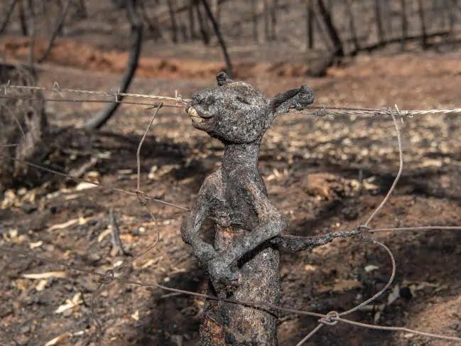 史无前例的山火灾后重建：澳大利亚失去的和所希望的 - 13