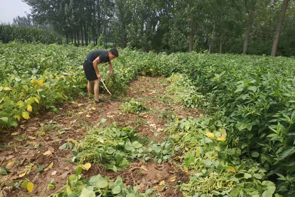 养驴致富经_致富经养驴_养驴的效益