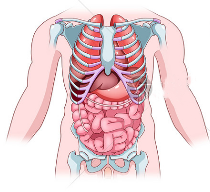 儿童腹部器官图图片