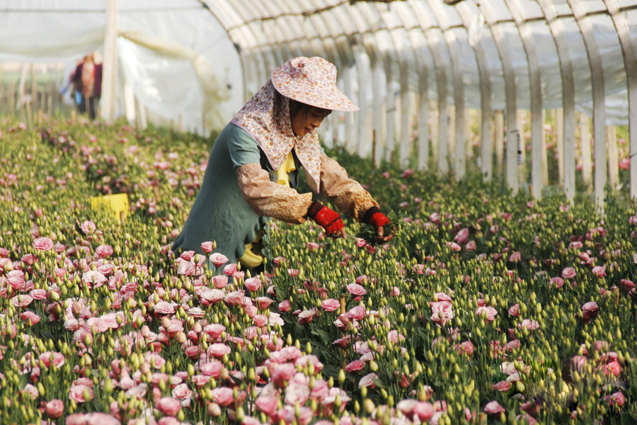 鲜花养护小知识_鲜花养护保鲜法_鲜花养护/