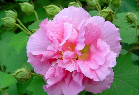 美得淡雅、清澈、纯正，翡翠中的芙蓉种！