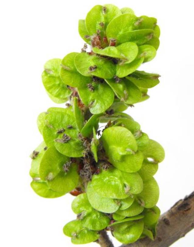 榆钱性平,味甘,微辛,入肺,脾,心经,具有健脾安神,清心降火等功效