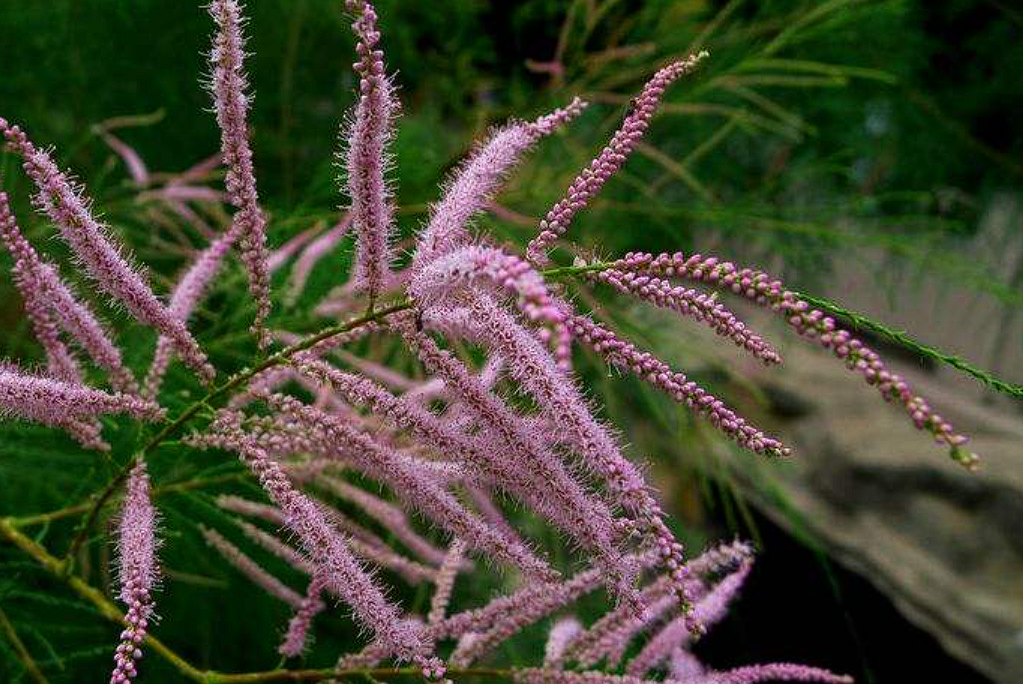 中药材西河柳——可发表透疹、祛风除湿