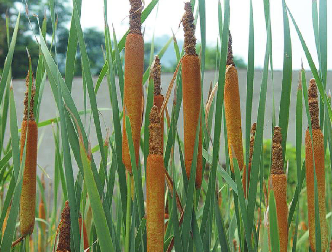 中药材蒲黄：既活血又止痛，是止血化瘀、利尿通淋的一味良药