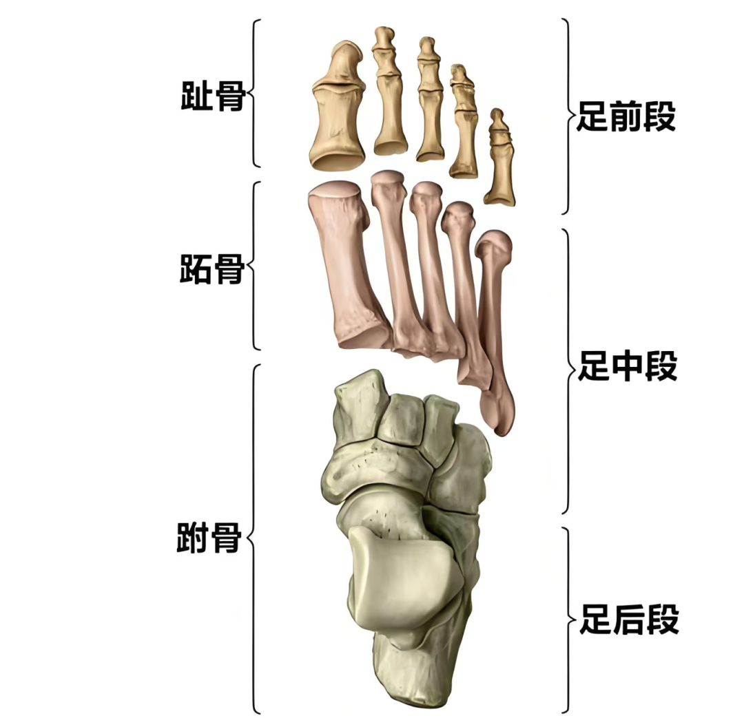 跖骨骨折一般多久能好