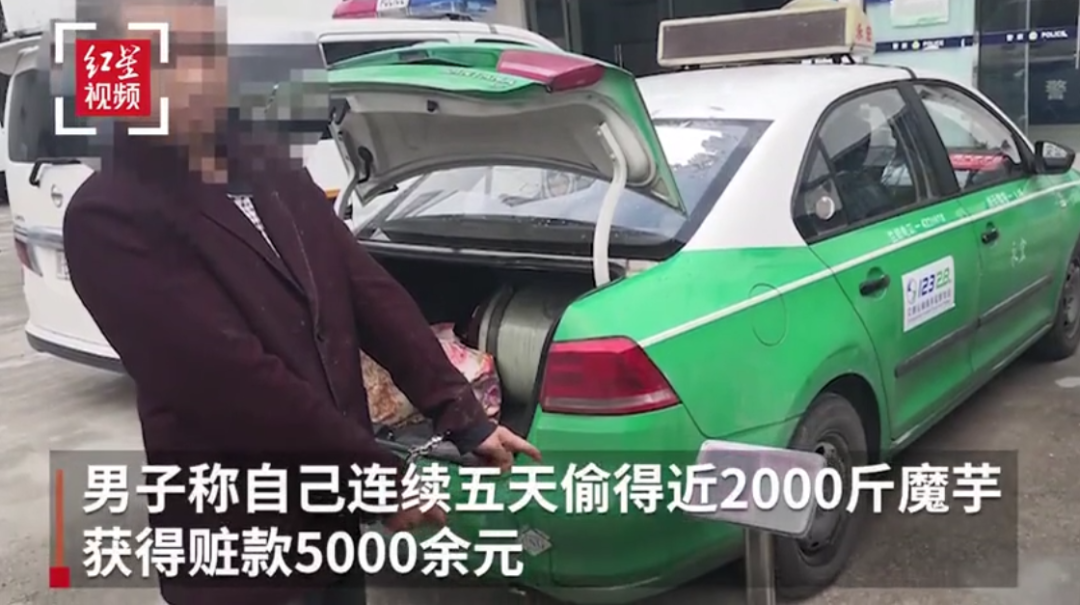 警情|为了打赏主播，男子竟偷近2000斤魔芋卖钱......